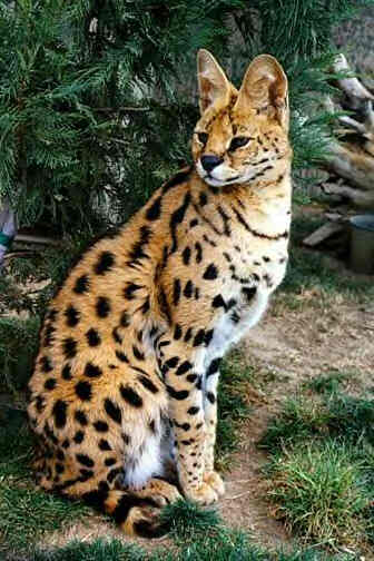 African Serval Cat
