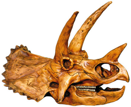 Triceratops Skull